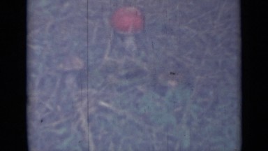 1967: An Aged Woman Picking, Cleaning, and Storing Wild Mushrooms in a Bucket