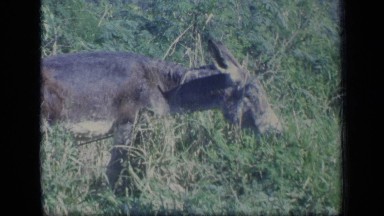1970: donkey grazing in grass field on bright sunny day PUERTO RICO