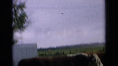 1964: People Watching Man Use Stick to Guide Cow in Kansas