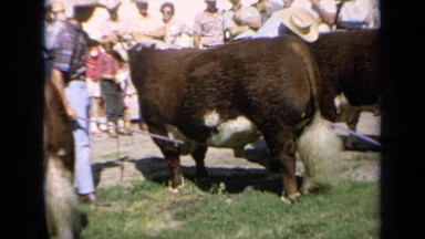 1964: lots of people together with bulls at daytime KANSAS