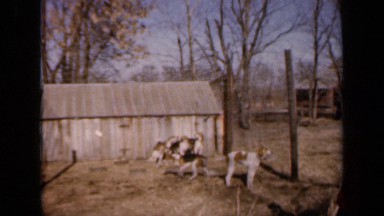 1964: Dogs Walking in Circle Near Shed in Kansas