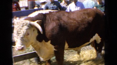 1964: man pets bull confined in public outdoor enclosure while others watch