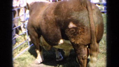 1964: very big bull standing inside cage KANSAS