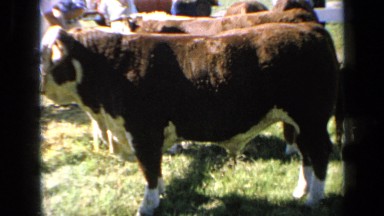 1964: the well and healthy goats are selling in market KANSAS