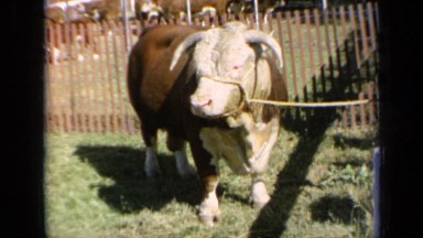 1964: the cow is tied to tree, seeing here and there KANSAS