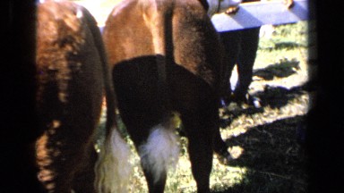 1964: back pose of cow in yard where number of cow is two KANSAS