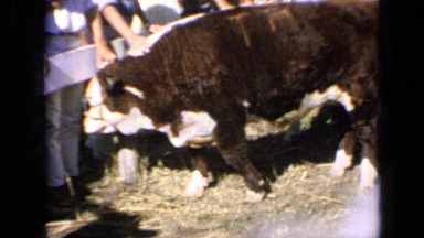 1964: an exhibition of cow KANSAS