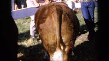 1964: Visitors Standing Near Brown and White Cow in Stable Kansas