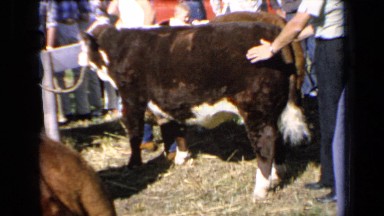 1964: cows for sale ! KANSAS
