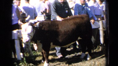 1964: many people petting and observing cow over small fence KANSAS