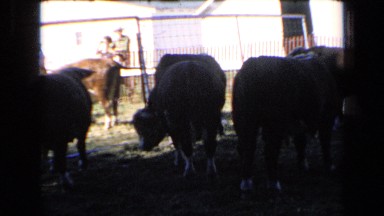 1964: people standing outside of fence watch animals on farm. KANSAS