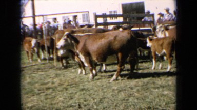 1964: cows and their calf in exposition KANSAS