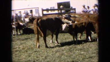 1964: small group of people observing steers, at ranch with couple of dogs
