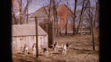 1964: some dogs are standing nearby house and enjoying each other KANSAS