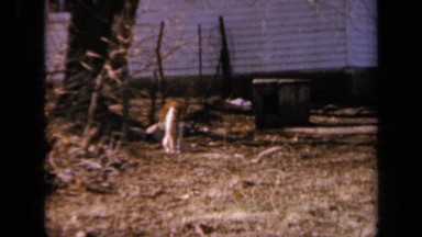 1964: group of dogs are playing and group of pigs are roaming around KANSAS