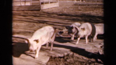 1964: the girls had such fun during our visit to farm just before spring KANSAS