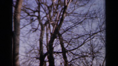 1964: bare tall trees and brown cow lying down in sun while chewing. KANSAS