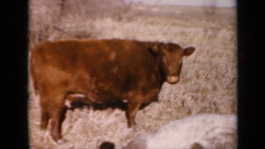 1964: brown cow looking towards camera. KANSAS