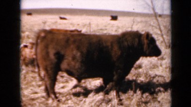 1964: cow turning to look at cameraman with curiosity KANSAS
