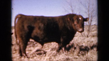 1964: a cow standing in field chewing. KANSAS