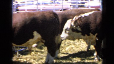 1964: herd of cows in pen KANSAS