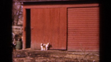 1964: two stray dogs standing in front of door of building KANSAS