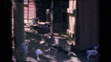 1964: several cute dogs and puppies outside, around rustic old house or barn