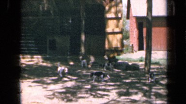 1964: several dogs wandering around in yard of some wooden buildings KANSAS