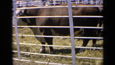 1964: steers out for display in hay field KANSAS