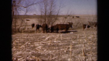 1964: cow's and bulls fetching in grassland at daytime KANSAS