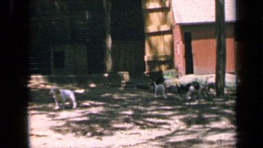 1964: several cute dogs and puppies outside, around rustic old barn or house