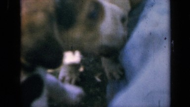 1964: the dogs are playing with children KANSAS