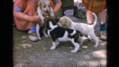 1964: the children were playing with dogs KANSAS