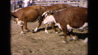 1964: the beautiful view of pet growing place KANSAS