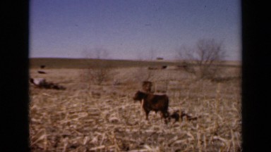 1964: cow walking through dried grass scattered on ground KANSAS