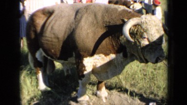 1964: people visiting animalÂ´s exhibition in traditional fair KANSAS