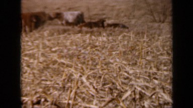 1964: farm lands after cutting all wheat KANSAS