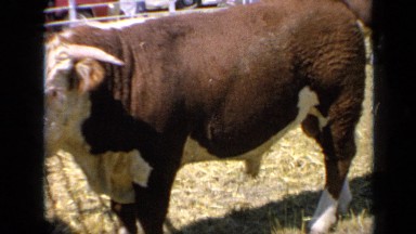 1964: brown and white steer in livestock pen with parked cars in background