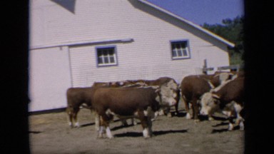 1964: lots of bull and cows together standing in sunlight at farmhouse KANSAS