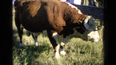1964: high breed bull standing in grass field in sunlight KANSAS