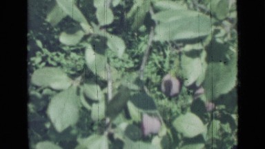 1967: shot of grapefruit tree RUSSIA