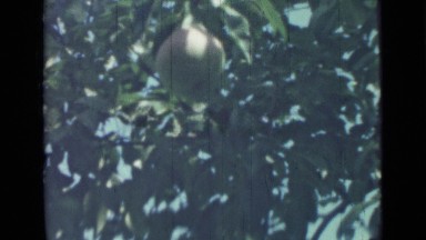 1967: mature pears hanging from branches of tree in orchard RUSSIA