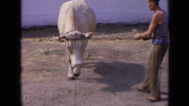 1963: An Old Man Playing With a Cow in Rural Russia