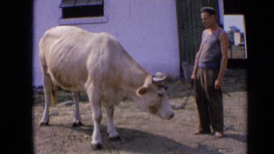 1963: man stands next to chained cow holding chain, cow turns to chain