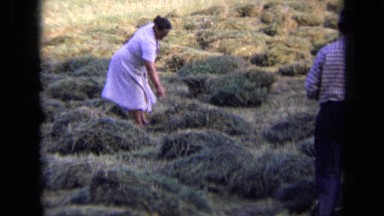 1963: woman turning around small mounds of grass, so that it can dry RUSSIA