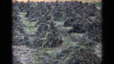 1963: lot of grass bundles, grass is tilling out with help of camels RUSSIA