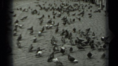 1963: many of birds in town are placing at same place around some spacings