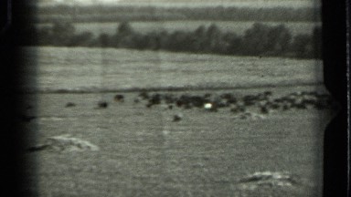 1963: animal herding in field RUSSIA