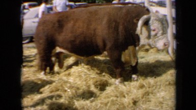 1964: Cattle Grazing on Ground with Hays Scattered in Sunshine Kansas