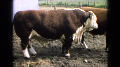 1964: cow standing around flicking it's tail KANSAS